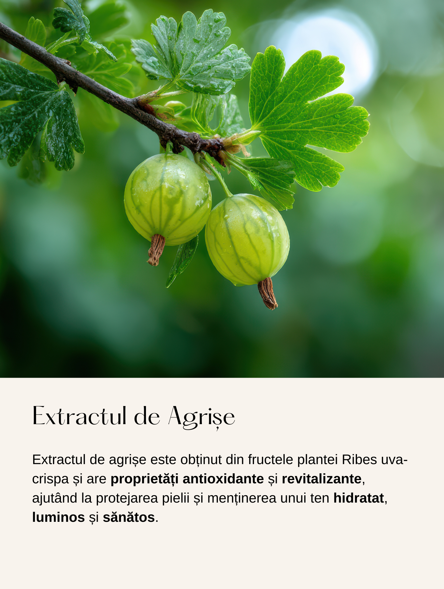 Cremă pentru Îngrijirea Zonelor cu Acnee