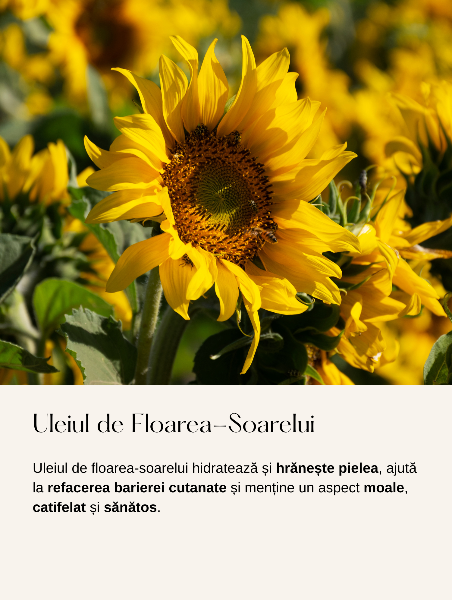 Cremă de Noapte cu Barieră de Ceramide Naturale